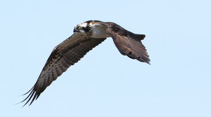 Western Osprey