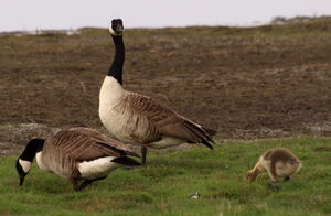 Canada Goose