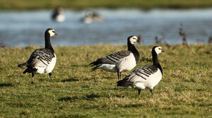 Barnacle Goose