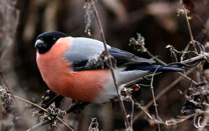 Eurasian Bullfinch 
&copy; Jacques L�d�