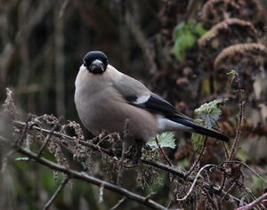 Eurasian Bullfinch 
&copy; Jacques L�d�