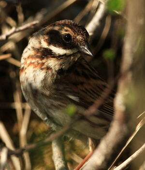 Common Reed Bunting 
&copy; Jacques L�d�