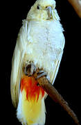 Red-vented Cockatoo