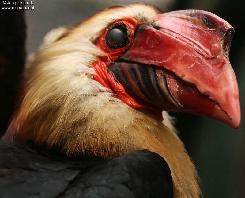 Writhed Hornbill