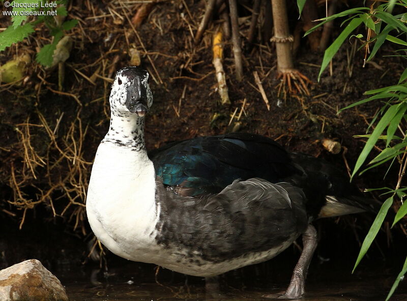 Knob-billed Duck