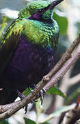 Emerald Starling