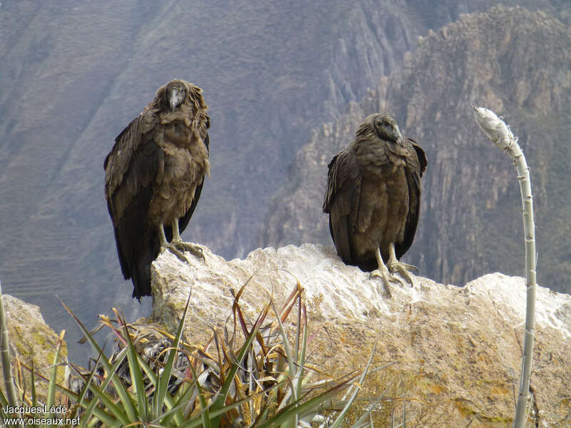 Condor des Andesjuvénile, identification