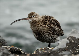 Eurasian Curlew 
&copy; Jacques L�d�