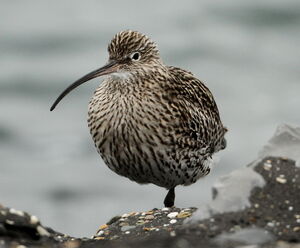 Eurasian Curlew 
&copy; Jacques L�d�