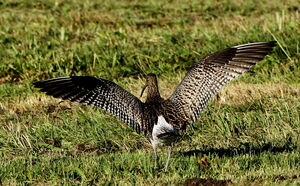 Eurasian Curlew 
&copy; Jacques L�d�