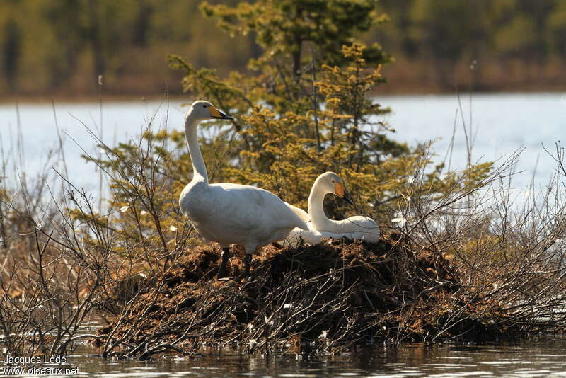 Whooper Swanadult, Reproduction-nesting