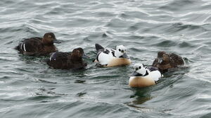 Steller's Eider