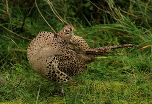 Common Pheasant