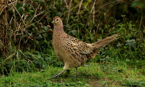 Common Pheasant