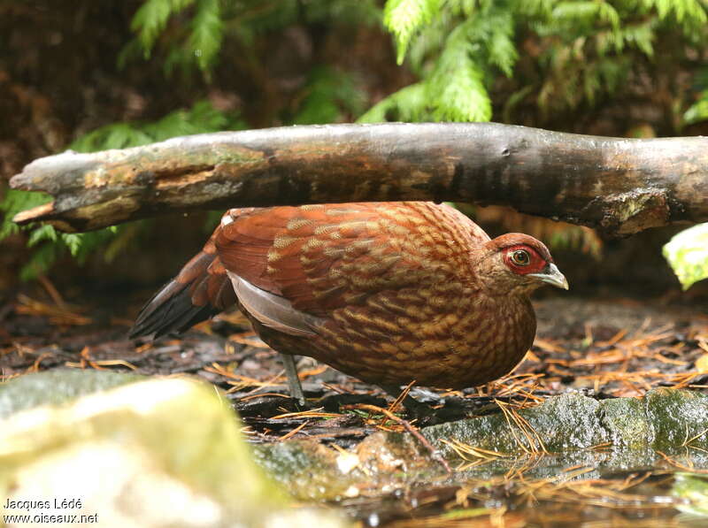 Salvadori's Pheasant female adult, identification