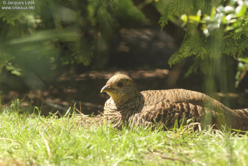 Golden Pheasant female