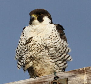 Peregrine Falcon