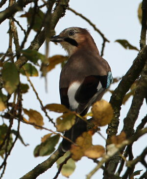 Eurasian Jay 
&copy; Jacques L�d�