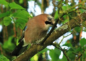 Eurasian Jay 
&copy; Jacques L�d�