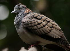Bar-shouldered Dove