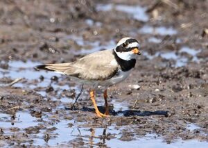 Common Ringed Plover