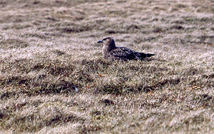 Great Skua 
&copy; Jacques L�d�