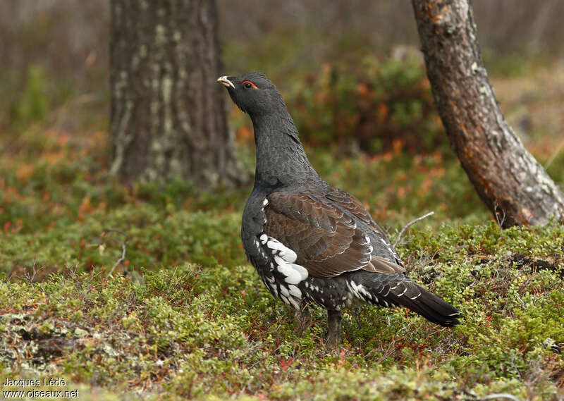 Western Capercaillie male adult, identification
