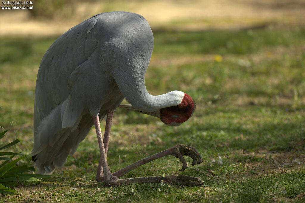 Sarus Crane