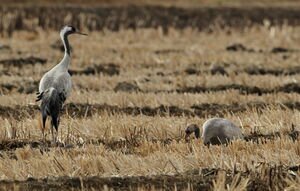 Common Crane 
&copy; Jacques L�d�