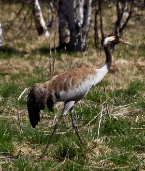 Common Crane 
&copy; Jacques L�d�
