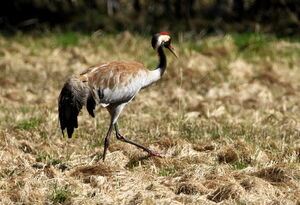 Common Crane 
&copy; Jacques L�d�