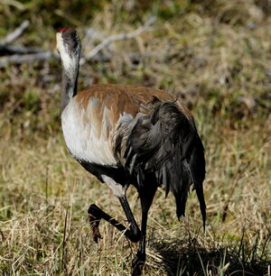 Common Crane 
&copy; Jacques L�d�