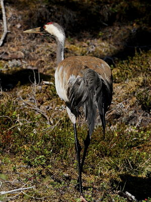 Common Crane 
&copy; Jacques L�d�