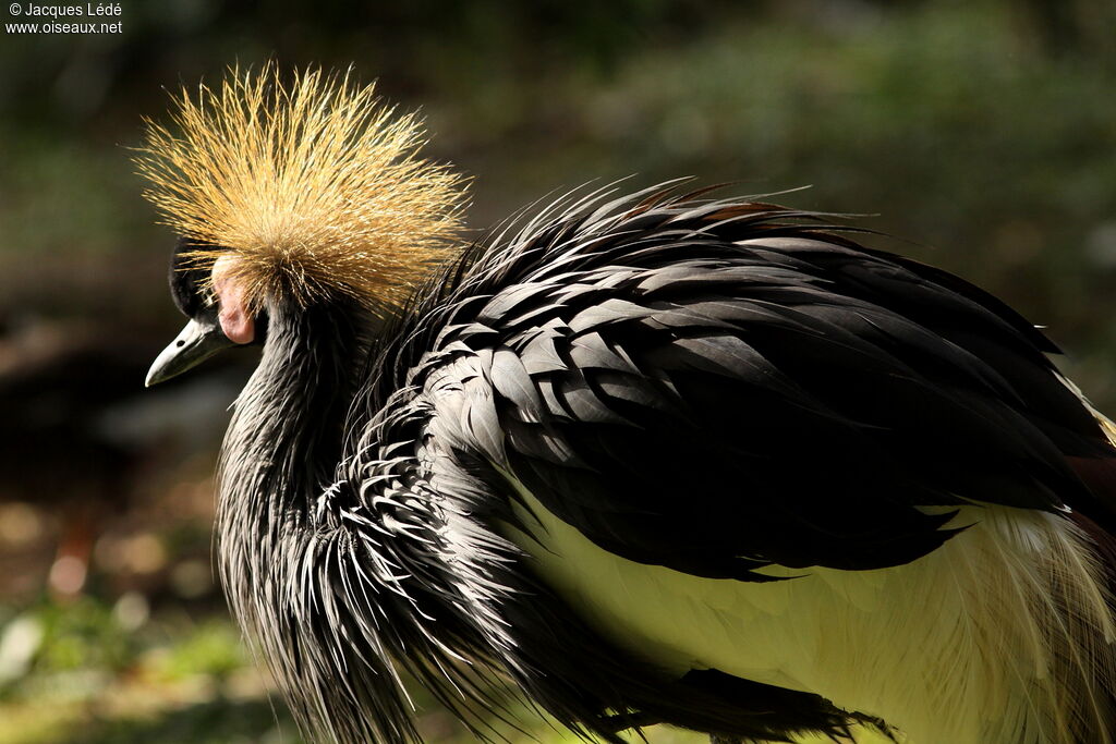 Black Crowned Crane