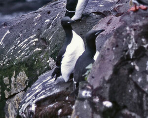 Guillemot de Br�nnich 
&copy; Jacques L�d�