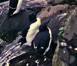 Guillemot de Br�nnich 
&copy; Jacques L�d�