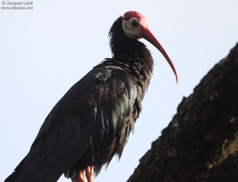 Southern Bald Ibis