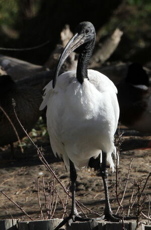 African Sacred Ibis 
&copy; Jacques L�d�