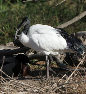 African Sacred Ibis 
&copy; Jacques L�d�