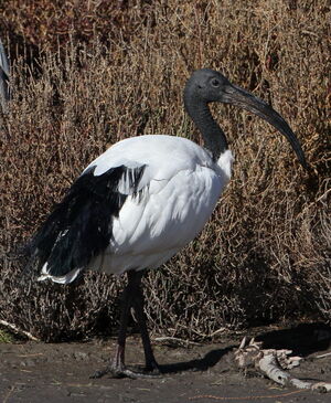 African Sacred Ibis 
&copy; Jacques L�d�