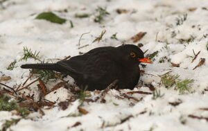 Common Blackbird