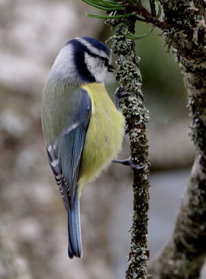 Eurasian Blue Tit 
&copy; Jacques L�d�