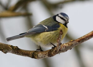 Eurasian Blue Tit 
&copy; Jacques L�d�