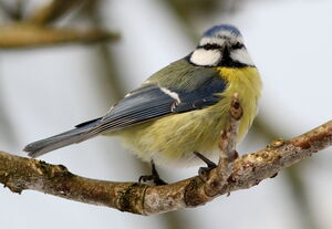Eurasian Blue Tit 
&copy; Jacques L�d�