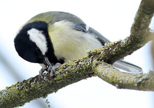 Great Tit 
&copy; Jacques L�d�