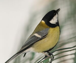 Great Tit 
&copy; Jacques L�d�