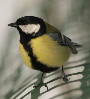 Great Tit 
&copy; Jacques L�d�