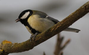 Great Tit 
&copy; Jacques L�d�