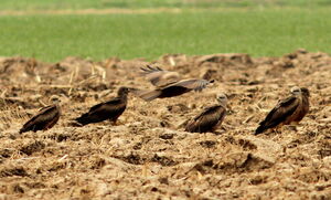 Black Kite