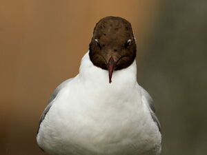 Black-headed Gull 
&copy; Jacques L�d�